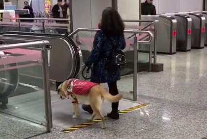 被这条聪明的导盲犬暖到了，带着主人坐扶梯，差点走错了路！