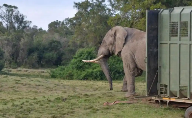 大象之王！肯尼亚发现极为罕见的超级大象，体重超10吨！