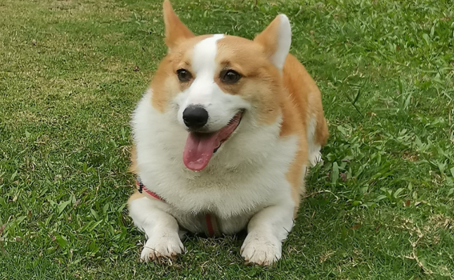 愤怒！宠物被恶意投毒，谁来守护毛孩子的安全？ 