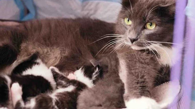 寒夜铁桶藏娇儿，流浪猫妈守护奇迹