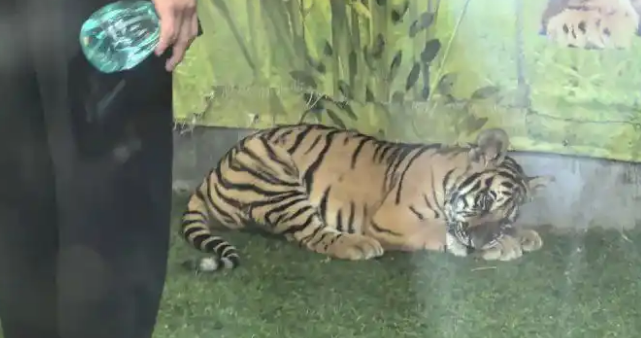 山东一动物园小老虎被打耳光？当地回应：已成立工作专班调查处理