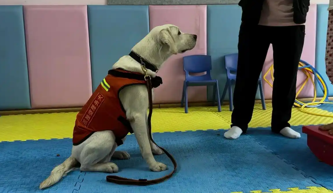 治疗犬糖糖开启孤独症儿童干预，情绪超稳定！