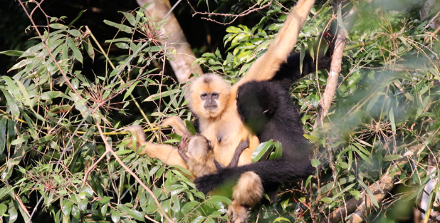 IUCN全球决议《通过协同合作加强长臂猿保护》在海南昌江发布