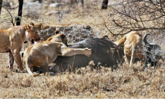 美国有钱人猎杀非洲水牛，被牛反杀了，网友：牛是正当防卫！