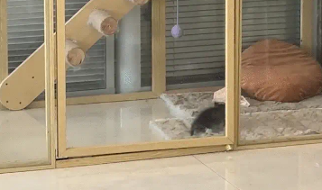 女子给小猫买猫屋忘记看尺寸，霸总从800平米的别墅中醒来