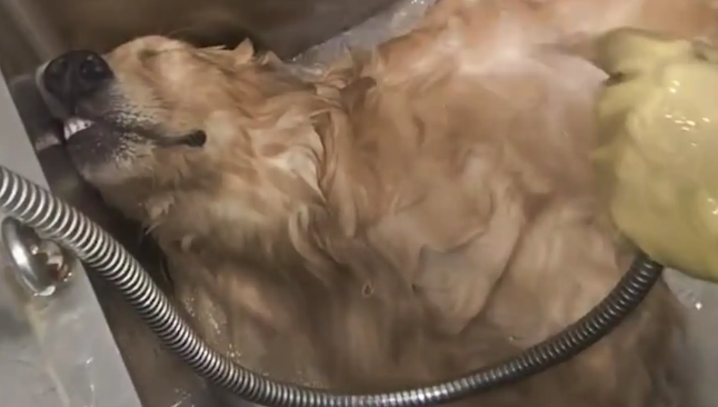 狗子在宠物店洗澡的时候睡着了。狗子：我想办卡！