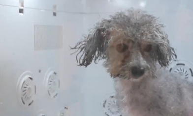 精细养宠渐成潮流 夏日宠物经济持续升温