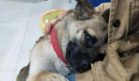 主人失恋在家，狗狗的反应太感人了，这一举动主人决定养它一辈子 