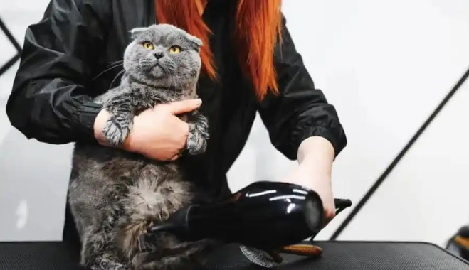 为宠物花钱，竟有这么多新花样！