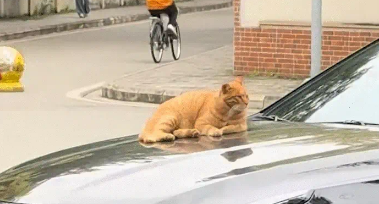 猫咪趴在引擎盖上，车主开车带猫游行。喵生也足已了，坐观光车了