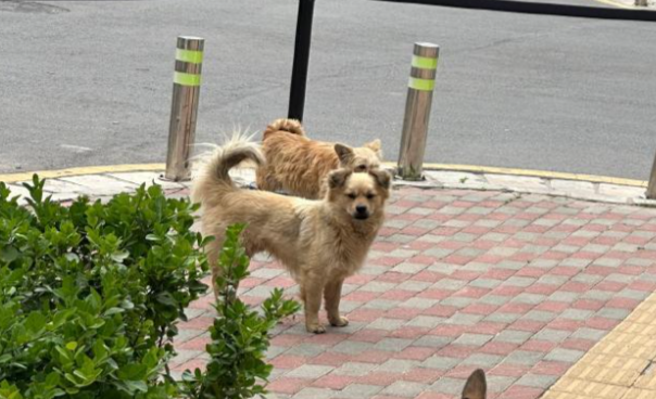 孕妇遭三只宠物狗追咬，打疫苗后胎儿停止发育