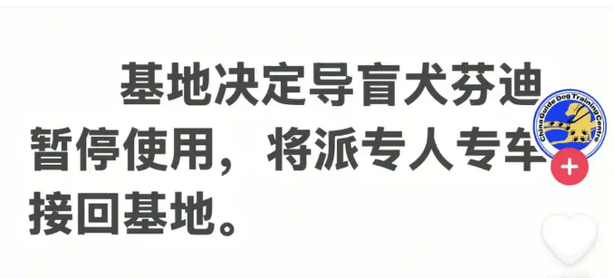 盲人带导盲犬雨夜爬泰山，导盲犬大连基地回应