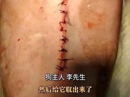 公园火腿肠藏鱼钩，犬只误食险丧命