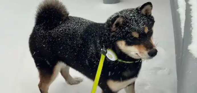 柴犬雪地滚成“椰蓉团子”，没玩够却冷到想回家：这次不倔了！