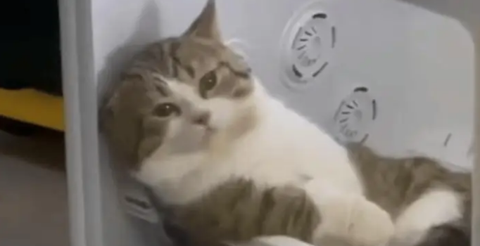 小姐姐给小猫洗完澡后，把小猫关进烘干箱烘干，没想到却忘了时间