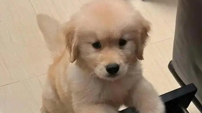 主人把小金毛塞行李箱，机场过安检当场被抓包