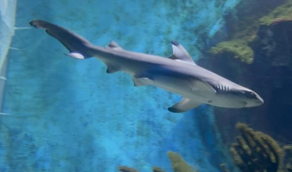 华中首例！海合安武汉极地海洋度假区成功自主繁育黑鳍鲨