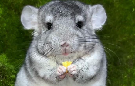 从“看家护院”到“情感寄托”，宠物经济发展迅速？