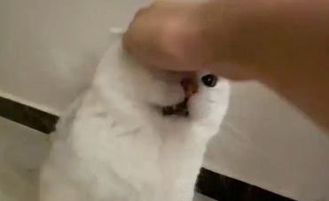 猫咪对人哈气，几人用手指猫咪