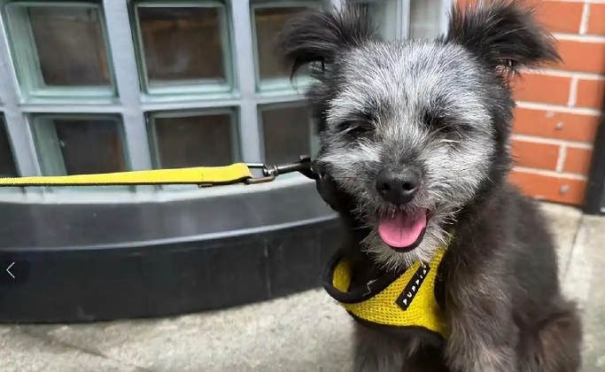 孙俪在菜市场捡了一只狗，起名叫九菜