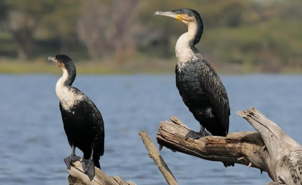 新疆阿勒泰边境派出所救助国家二级保护动物鸬鹚