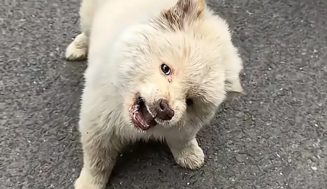 土松犬刚满月就失去妈妈，还就被拔光牙齿打歪头