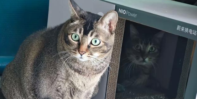 妹子发现地铁口的流浪猫不见了，结果看到旁边的字条后暖哭！