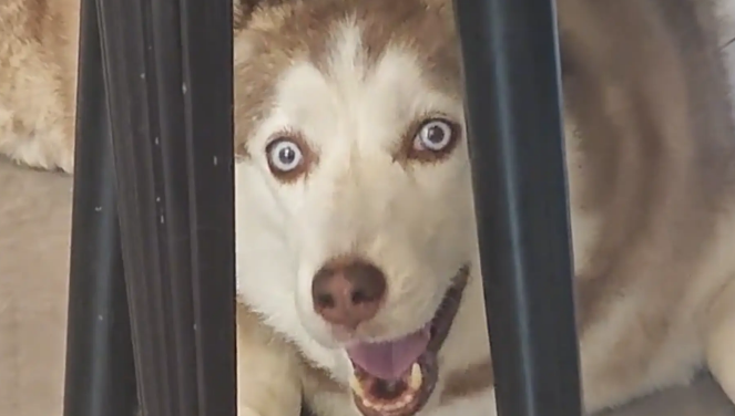 狗子不待见小主人，嫌小主人吵闹，第一次看见狗疯了