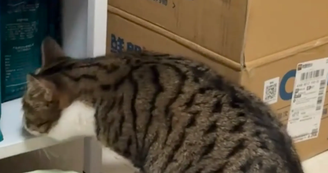 布偶躲进纸箱偷袭狸花。狸花：总有一种不祥的预感