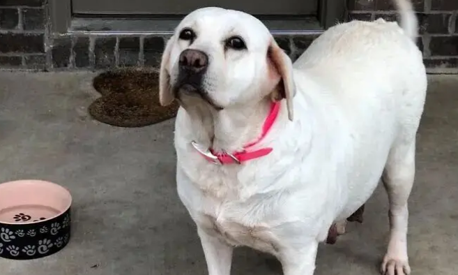 柯基妈妈一窝8个宝，其中4个是小柯基，另外4个是小拉布拉多