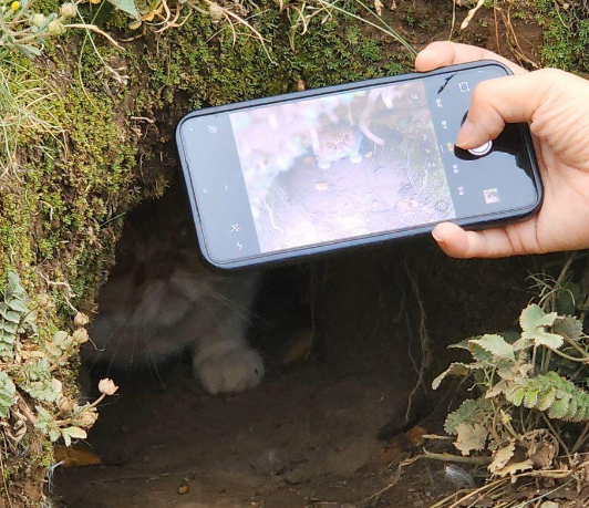 川西土拨鼠把一只宠物加菲猫“拐”进洞？