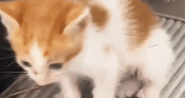 小奶猫被电梯夹断尾巴，呆坐原地不知所措，幸遇路人暖心相救
