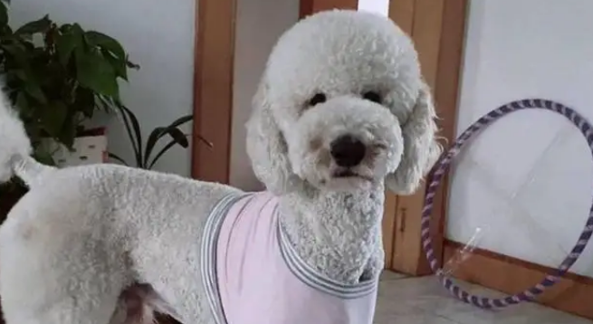 万元巨贵被偷全程不反抗，温顺本性换来惨痛代价，主人悔恨不已