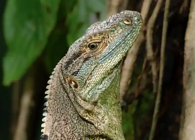 我国发现蜥蜴新物种招龙棱蜥