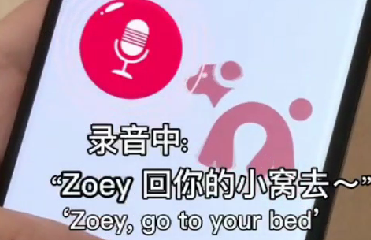 智慧养宠时代来临 科技如何重塑3000亿“它经济”新生态