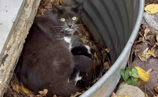 寒夜铁桶藏娇儿，流浪猫妈守护奇迹