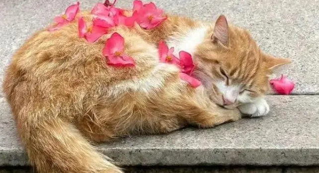 收到来自“咪的通知”：本猫已被收养，再也不用来图书馆打工了！