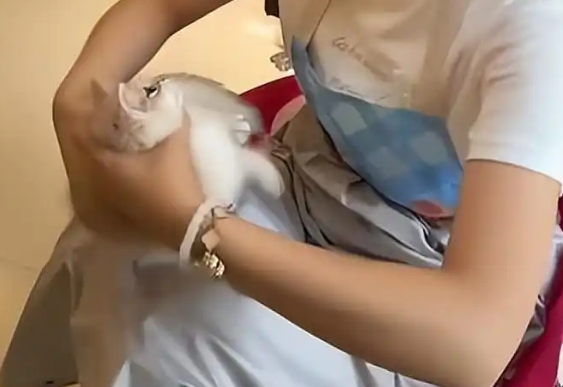 女子猫咖店虐猫，致4只奶猫死亡，老板知道后报警