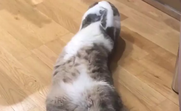 猫咪在睡觉，发现有人在拍自己，立即捂脸：素颜，别拍 