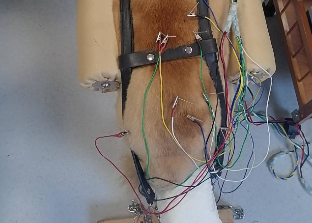 “汪星人”也扎针？！川农大动物医院银针艾草给狗狗治瘫痪火了