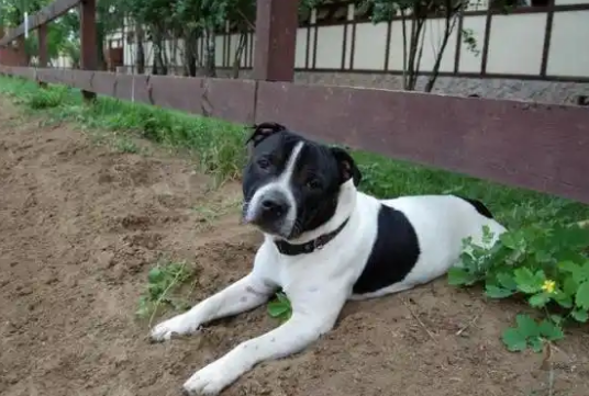 英国养犬悲剧：男孩惨遭恶犬袭击，法律与文明呼唤改变