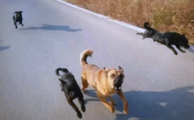 狗没有咬人，主人为何也要赔偿？