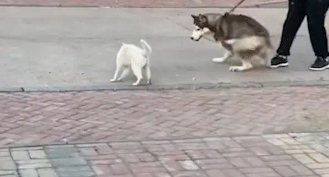 猫咪正跟女子互动呢，突然冲向二哈并给了它一个抱摔