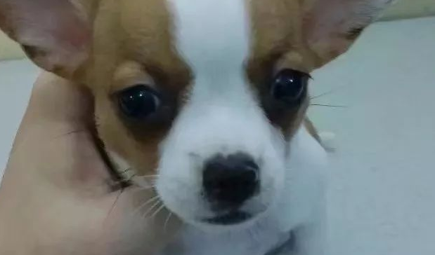 狗狗坐姿太奇特，宠主吓得带去找医生 