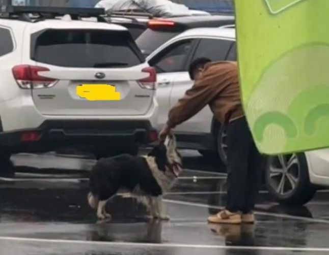 在高速服务区苦等主人的小狗获认领 千万网友爱心接力