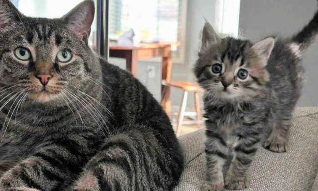 落难小奶猫绝境求生，终遇灵魂伙伴，从此开启了欢乐喵生！