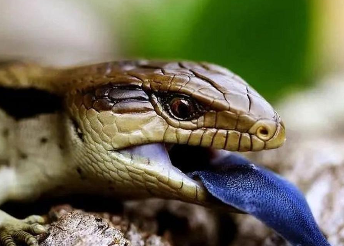 直播卖蜥蜴年入百万？小兴趣在抖音上长成了大生意