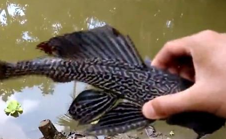 小伙钓鱼发现黑色怪鱼，抓起看后顿时吓得赶紧放生 