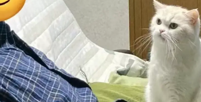 男子养猫遭爸爸强烈反对，要把猫关笼子里一辈子！一年后画风全变