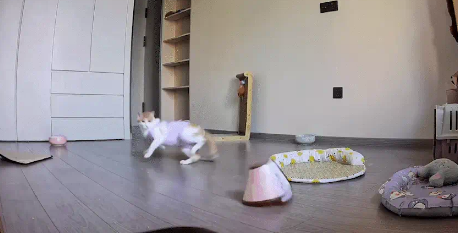 猫咪绝育后，一个后空翻把伊丽莎白圈和绝育服都脱掉了